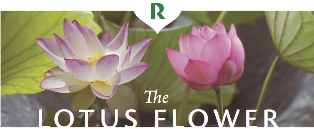 lotusflower